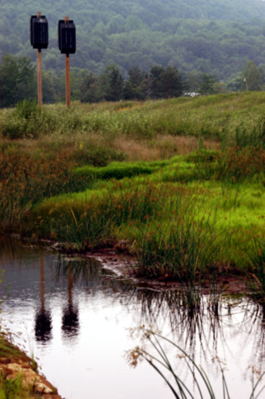 Bat Boxes in Wetlands