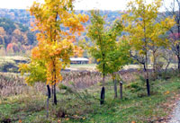 AMD&ART: The Project, 1994 – 2005