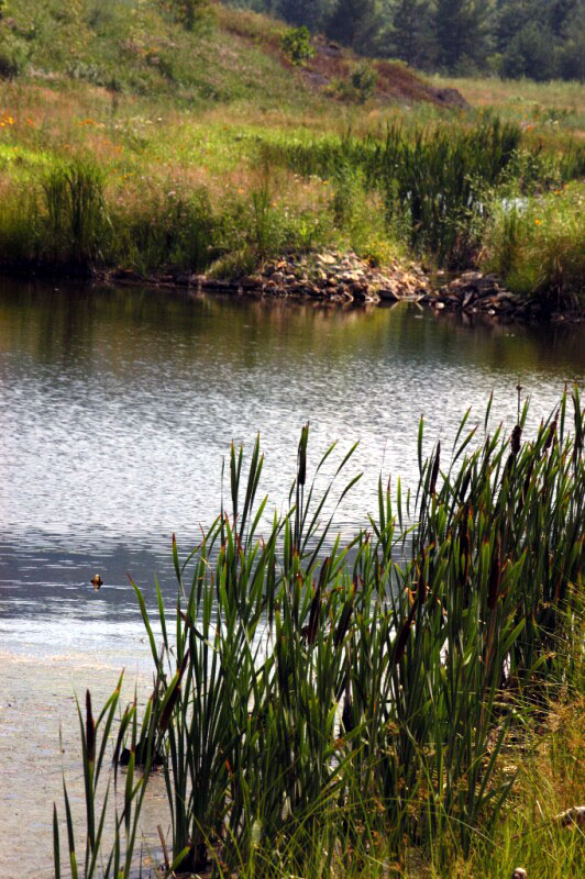 Wetland Treatment Pond