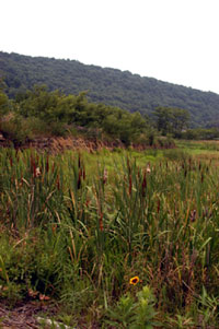 AMD&ART: The Project, 1994 – 2005